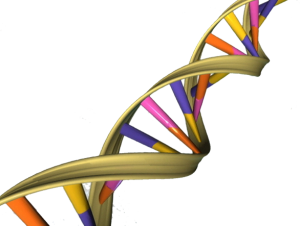 DNA-Doppelhelix (http://commons.wikimedia.org/wiki/File:DNA_Double_Helix.png)